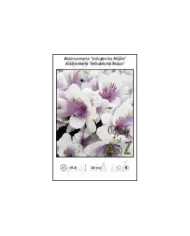 Alstroemeria-Inticancha-Moon.jpg