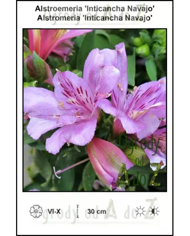 Alstroemeria-Inticancha-Navajo.jpg Alstroemeria-Inticancha-Navajo.jpg