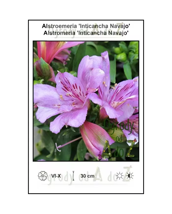 Alstroemeria-Inticancha-Navajo.jpg