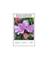 Alstroemeria-Inticancha-Navajo.jpg
