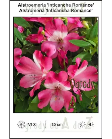 Alstroemeria-Inticancha-Romance.jpg Alstroemeria-Inticancha-Romance.jpg
