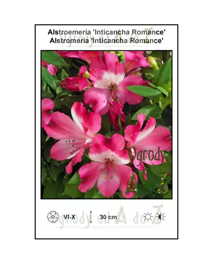 Alstroemeria-Inticancha-Romance.jpg