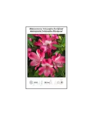 Alstroemeria-Inticancha-Romance.jpg