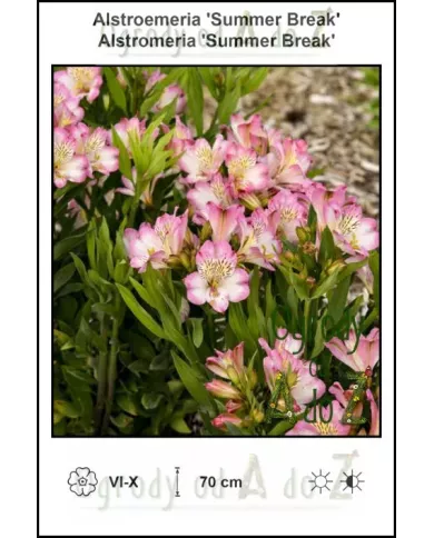 Alstroemeria-Summer-Break.jpg Alstroemeria-Summer-Break.jpg