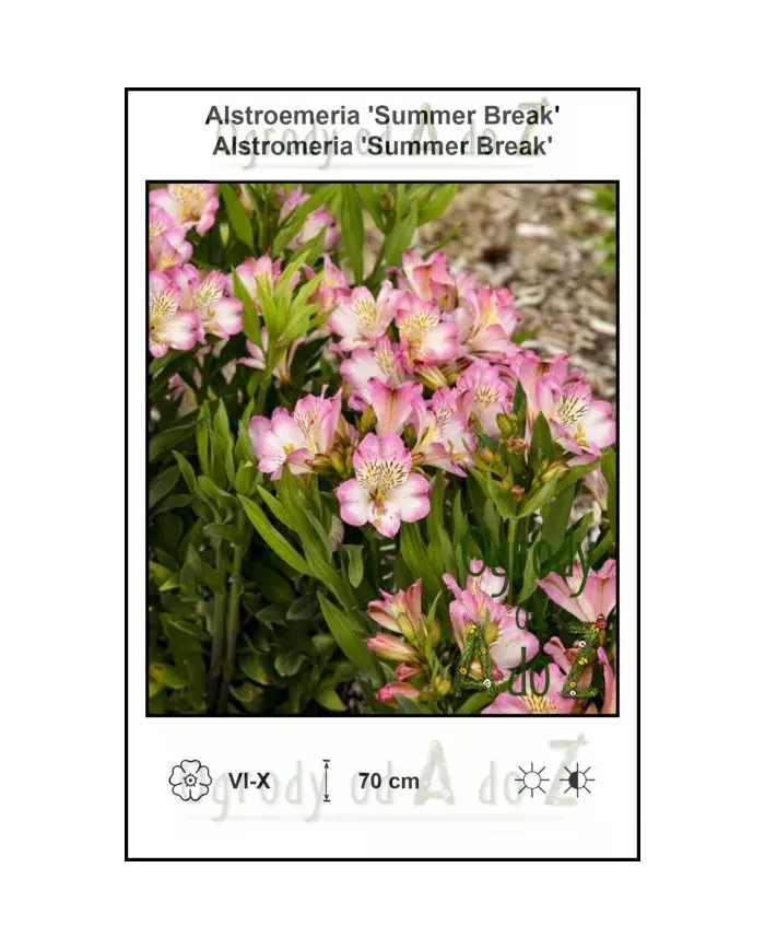 Alstroemeria-Summer-Break.jpg