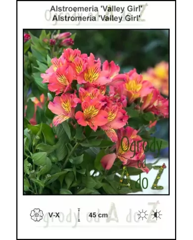 Alstroemeria-Valley-Girl.jpg Alstroemeria-Valley-Girl.jpg