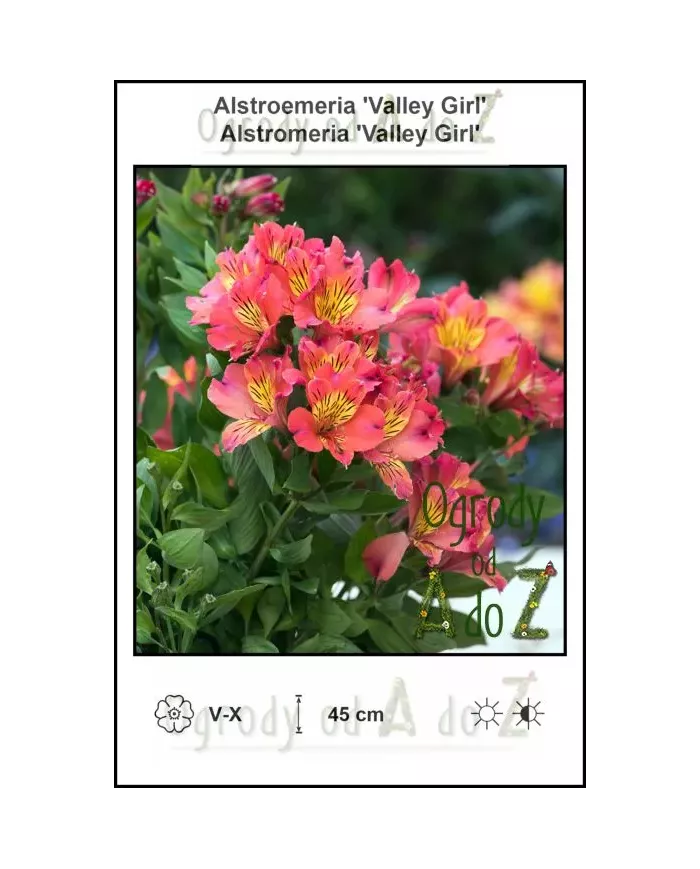 Alstroemeria-Valley-Girl.jpg