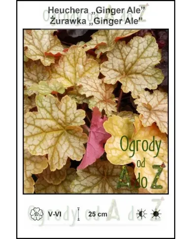 Heuchera-Ginger-Ale.jpg Heuchera-Ginger-Ale.jpg