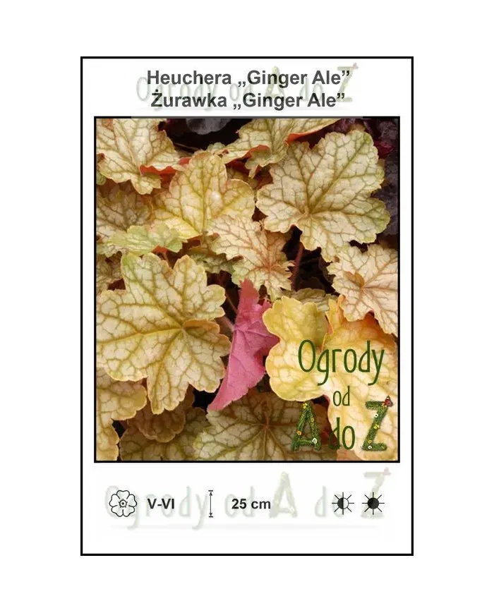 Heuchera-Ginger-Ale.jpg