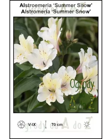 Alstroemeria-Summer-Snow.jpg Alstroemeria-Summer-Snow.jpg