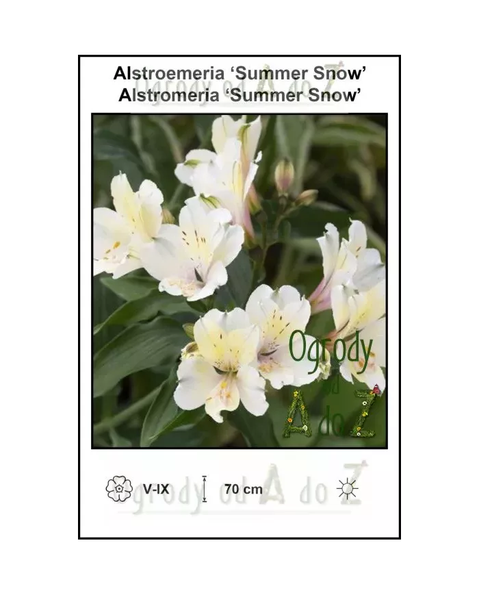 Alstroemeria-Summer-Snow.jpg