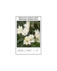 Alstroemeria-Summer-Snow.jpg