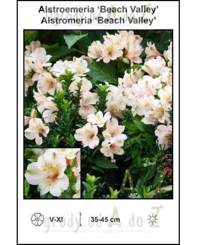 Alstroemeria-Beach-Valley.jpg Alstroemeria-Beach-Valley.jpg
