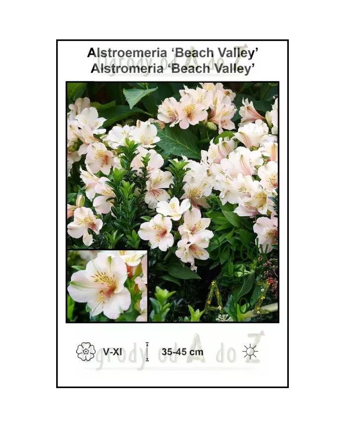 Alstroemeria-Beach-Valley.jpg
