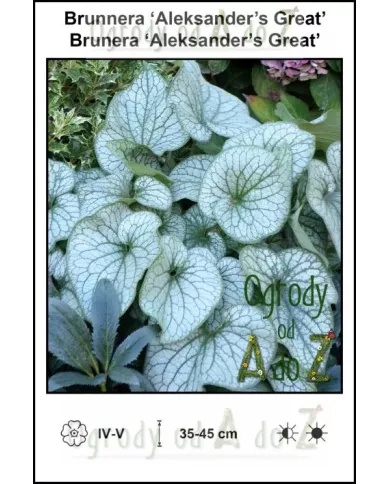 Brunnera macrophylla  'Aleksander's Great', Brunera 'Aleksander's Great', bylina, sklep internetowy, Ogrody od A do Z Brunnera macrophylla  'Aleksander's Great', Brunera 'Aleksander's Great', bylina, sklep internetowy, Ogrody od A do Z