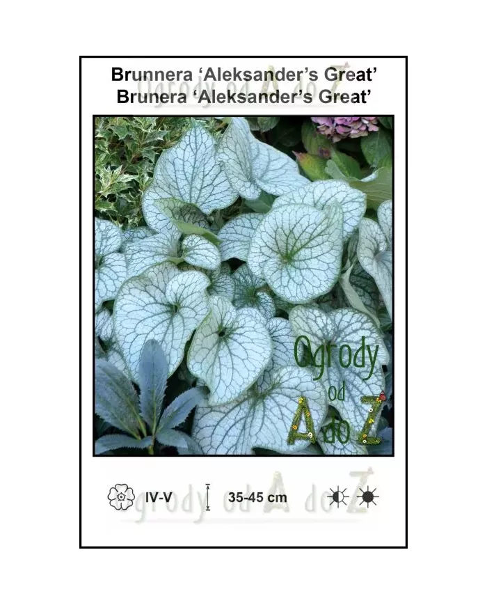 Brunnera macrophylla  'Aleksander's Great', Brunera 'Aleksander's Great', bylina, sklep internetowy, Ogrody od A do Z