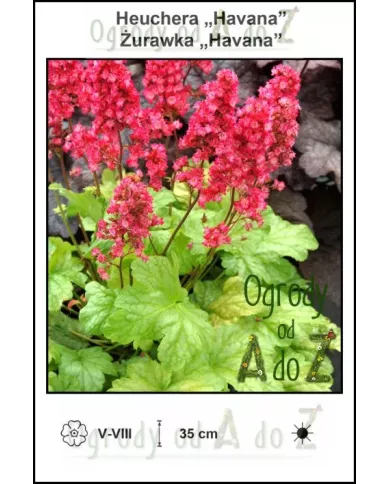 Heuchera 'Havana' | Żurawka | Ogrody od A do Z Heuchera 'Havana' | Żurawka | Ogrody od A do Z
