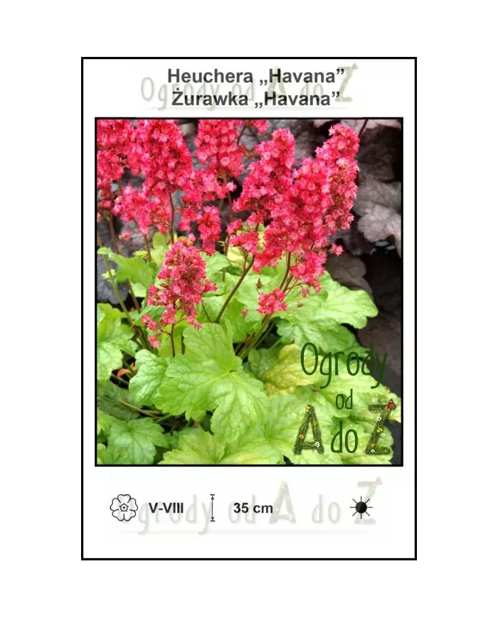Heuchera 'Havana' | Żurawka | Ogrody od A do Z
