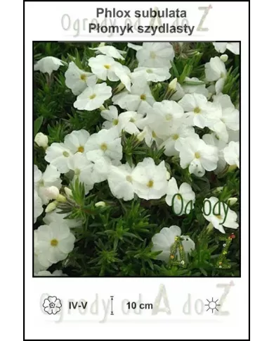 phlox subulata white, floks szydlasty, ogrody od A do Z, phlox subulata white, floks szydlasty, ogrody od A do Z,