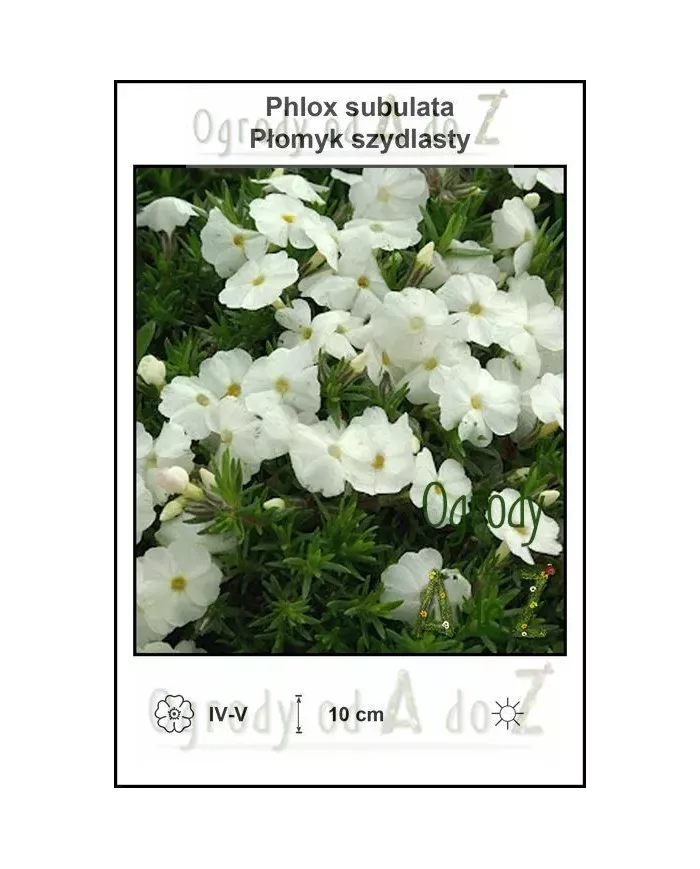 phlox subulata white, floks szydlasty, ogrody od A do Z,