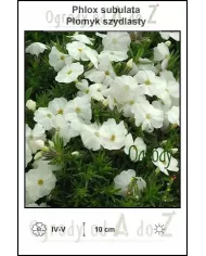 phlox subulata white, floks szydlasty, ogrody od A do Z,