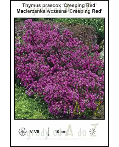 Thymus-praecox-Creeping-Red
