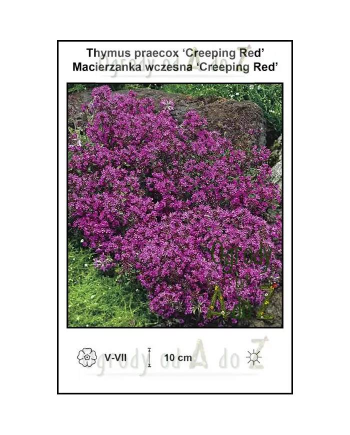Thymus-praecox-Creeping-Red