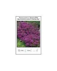 Thymus-praecox-Creeping-Red