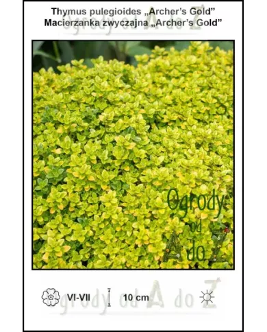 Thymus-pulegioides-Archers-Gold