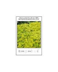 Thymus-pulegioides-Archers-Gold