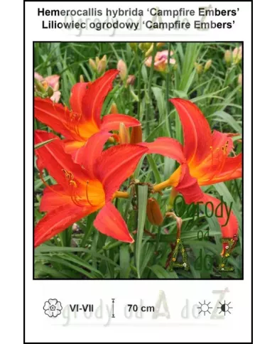 hemerocallis hybrida campfire embers, liiowiec, ogrody od A do Z,