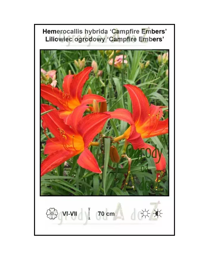 hemerocallis hybrida campfire embers, liiowiec, ogrody od A do Z, hemerocallis hybrida campfire embers, liiowiec, ogrody od A do Z,