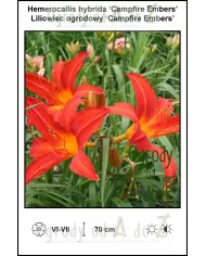 hemerocallis hybrida campfire embers, liiowiec, ogrody od A do Z, hemerocallis hybrida campfire embers, liiowiec, ogrody od A do Z,