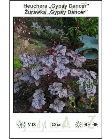 Heuchera-Gypsy-Dancer.jpg Heuchera-Gypsy-Dancer.jpg