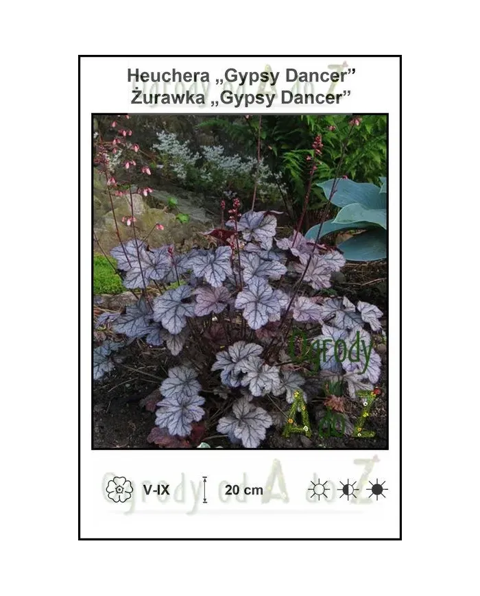 Heuchera-Gypsy-Dancer.jpg