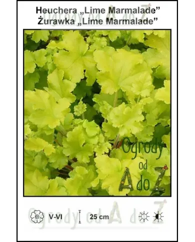 Heuchera-Lime-Marmalade.jpg Heuchera-Lime-Marmalade.jpg