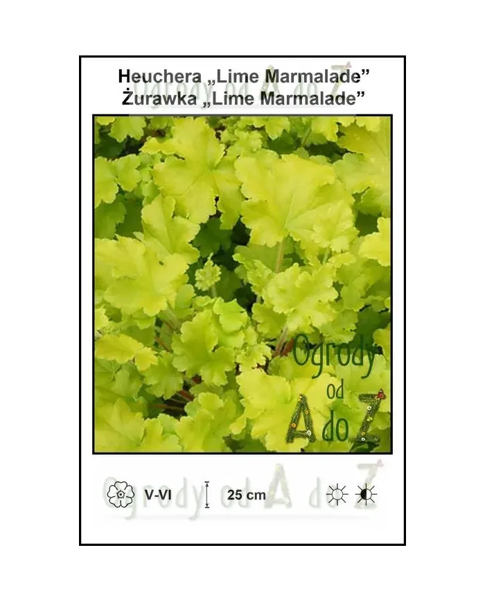 Heuchera-Lime-Marmalade.jpg Heuchera-Lime-Marmalade.jpg