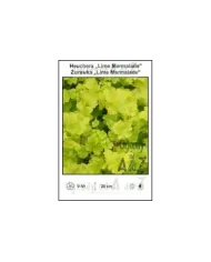 Heuchera-Lime-Marmalade.jpg