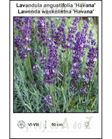 Lavandula-angustifolia-Havana Lavandula-angustifolia-Havana