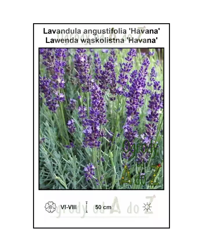 Lavandula-angustifolia-Havana