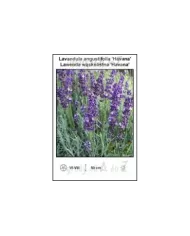 Lavandula-angustifolia-Havana