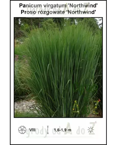 Panicum-virgatum-Northwind Panicum-virgatum-Northwind