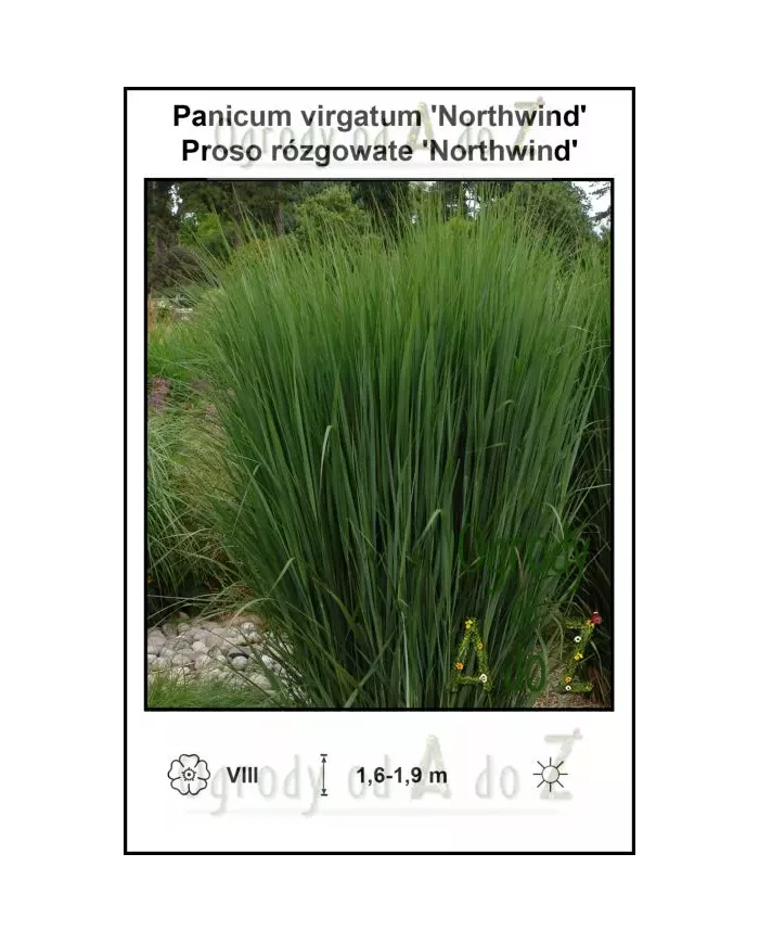 Panicum-virgatum-Northwind