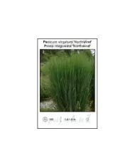 Panicum-virgatum-Northwind