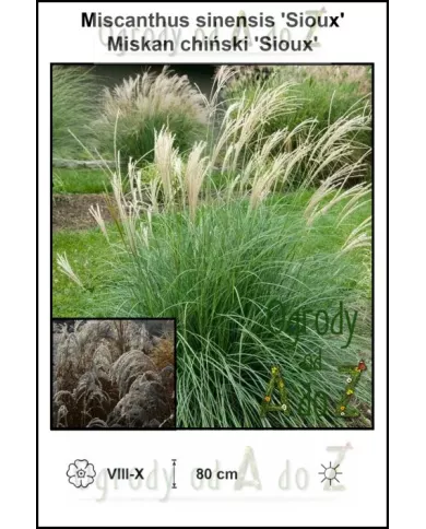 Miscanthus-sinensis-Sioux
