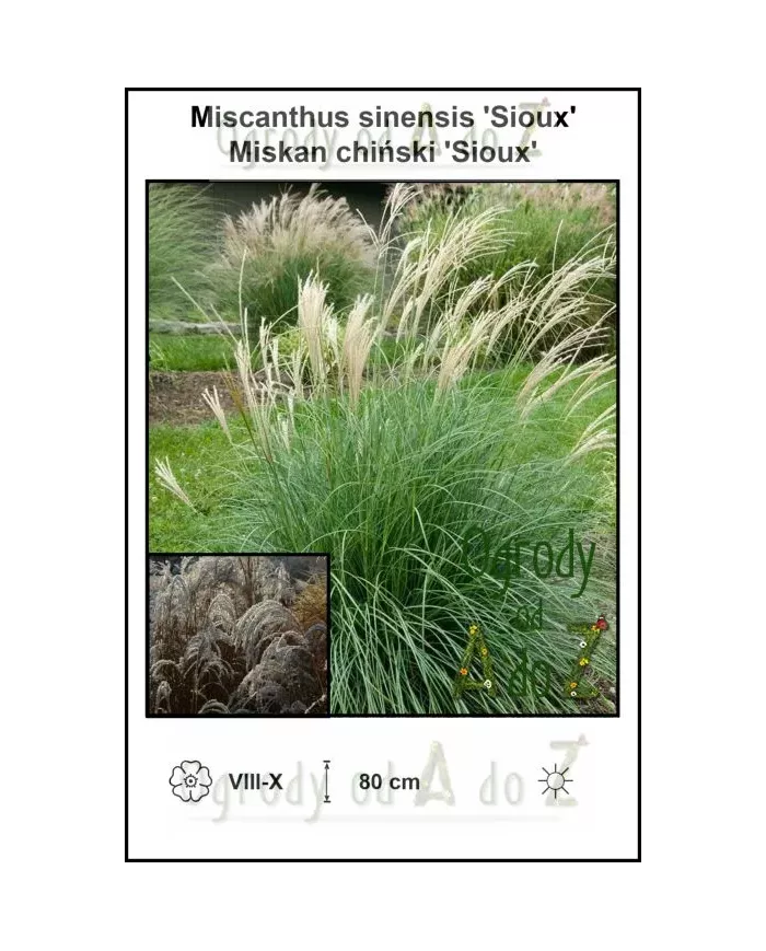 Miscanthus-sinensis-Sioux