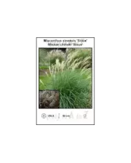 Miscanthus-sinensis-Sioux