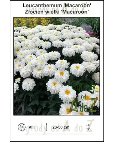 Leucanthemum-Macaroon