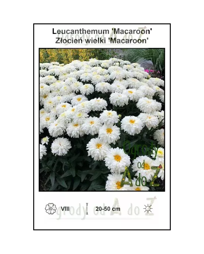 Leucanthemum-Macaroon