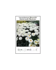 Leucanthemum-Macaroon